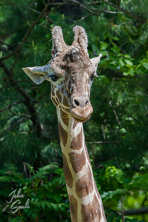 Giraffe- Headshot II