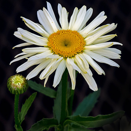 _JAS5351