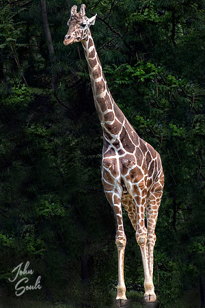 Giraffe- Full