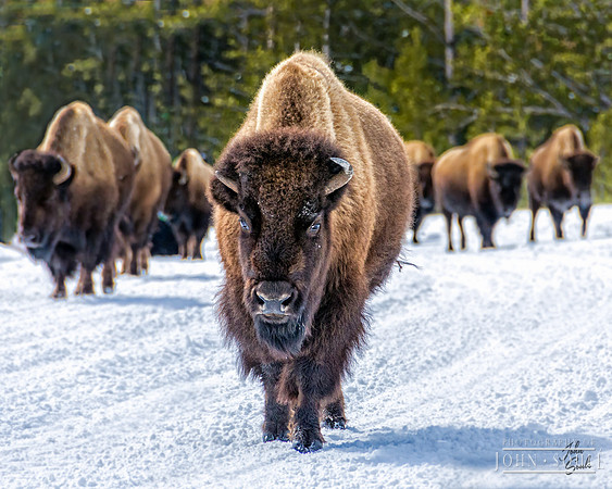 Bisson Herd - Yellowstone, Wy
