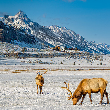 _JAS6310-Elk, Jackson, Wy