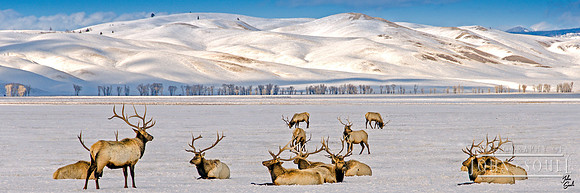 _JAS6454-Home7-Elk, Jackson, Wy