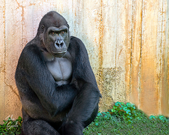 Silverback Gorilla