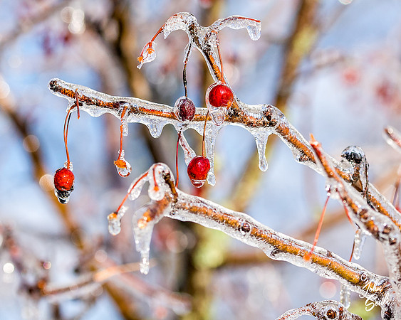 _JS13203-Edit