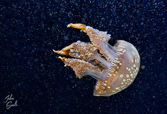 White-spotted jellyfish
