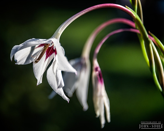 Thuya Gardens, Acadia