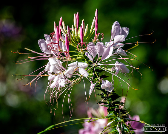 Thuya Gardens, Acadia