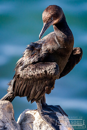 Cormorant 1