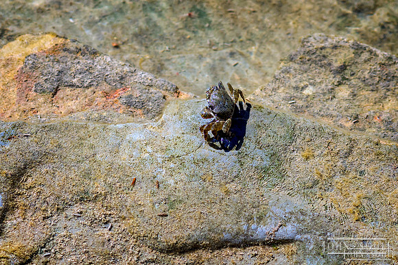Cabrillo Tidal Pool Crab