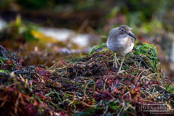 Sandpiper
