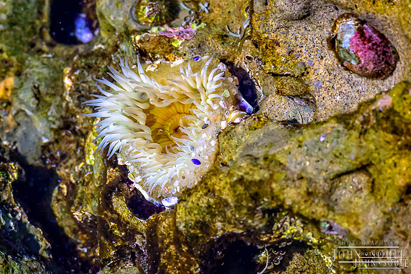 Sea Anemone
