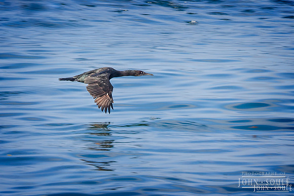 Cormorant in flight