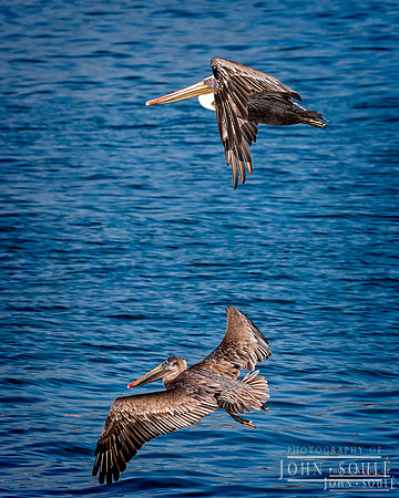 Male / Female Pelicans