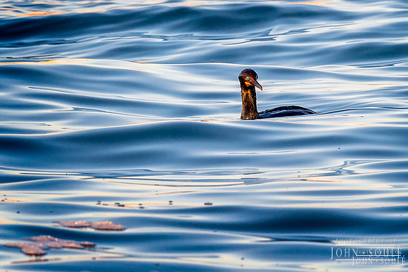 Cormorant In Wait