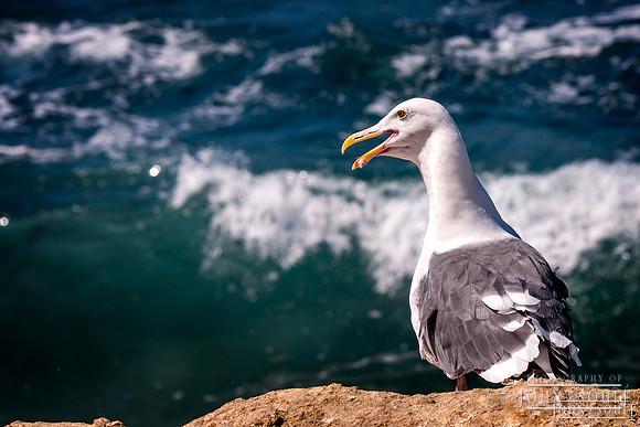 Western Gull 3
