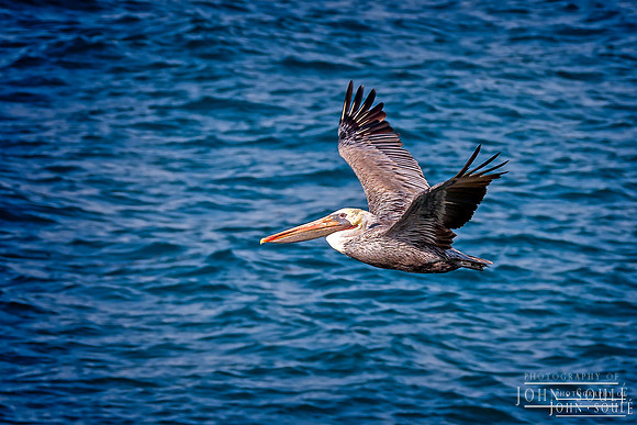 Pelican 2
