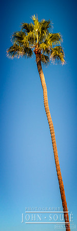 Palm Tree (12x36)