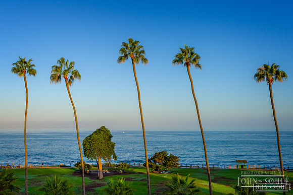 Palm Trees at La Jolla Cove 1