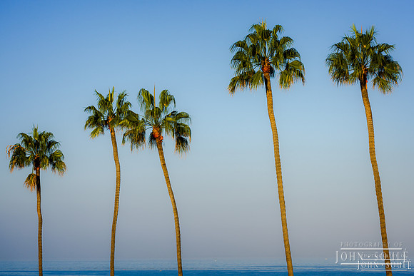 Palm Trees at La Jolla Cove 2