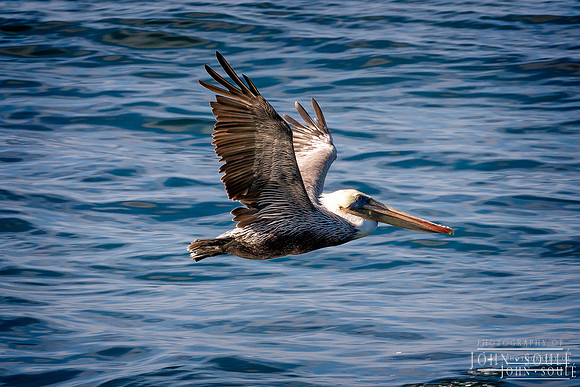 Pelican 3