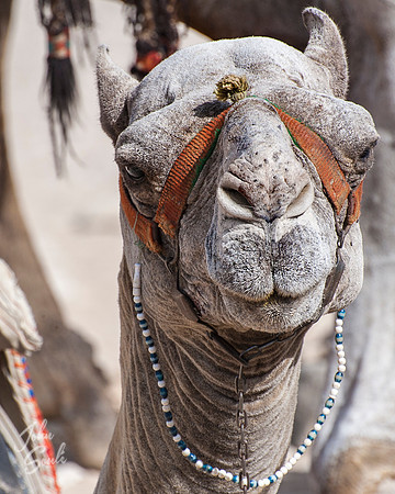Camel near Giza