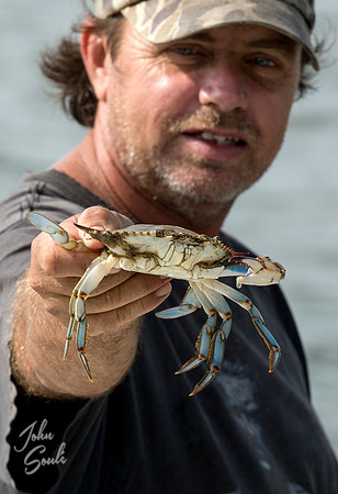 MD Blue Crab
