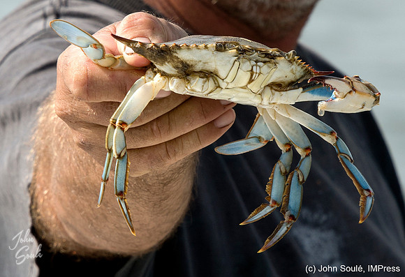 MD Blue Crab