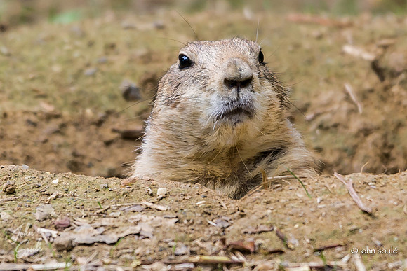 Prairie Dog