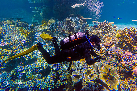Diver at Blacktip Reef Shark Exhibit