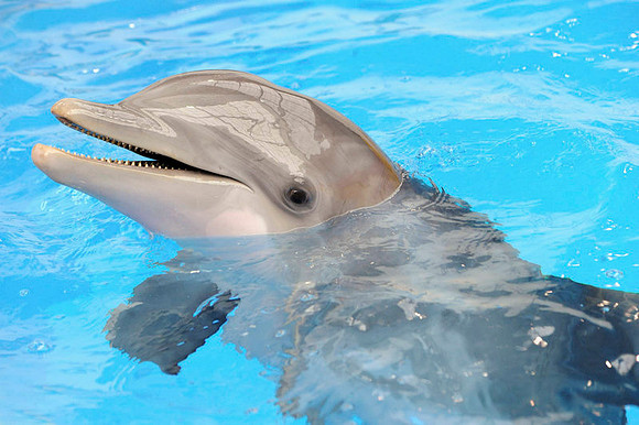 dolphin death1