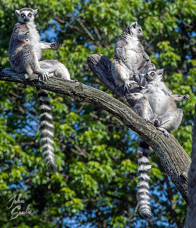 Lemurs Sunbathing
