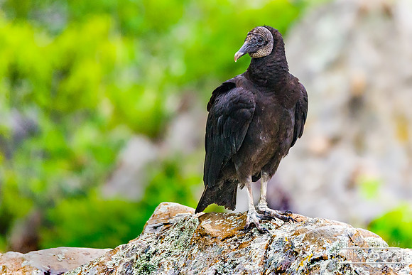 Black Vulture