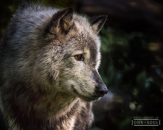 Timber Wolf Profile