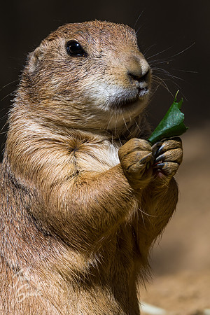 Prairie Dog
