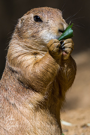 Prairie Dog