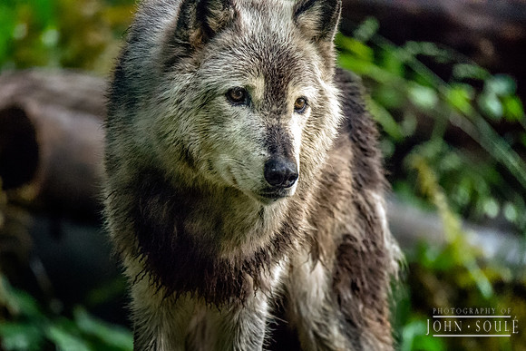Timber Wolf