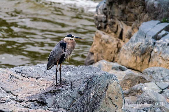Heron
