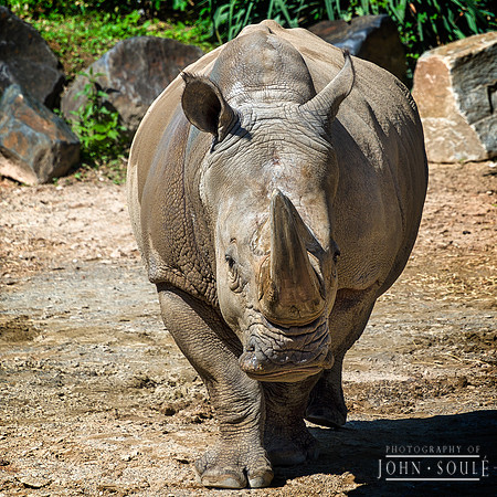 Southern White Rhino