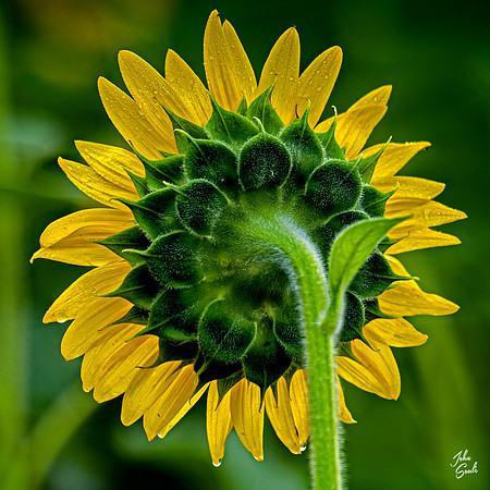 _JS12903-Edit