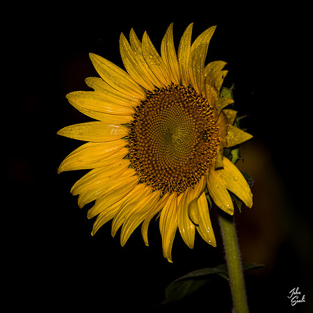 _JS12884
