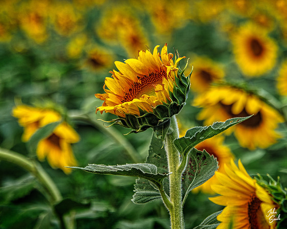 _JS12921_HDR