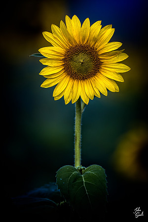 FAR_JS13059-Edit