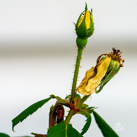 _JS12309-Edit