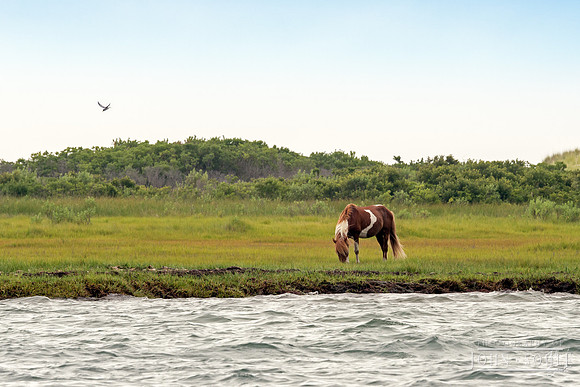 Assateaague Island Pony