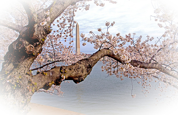 Cherry Blossoms - 2