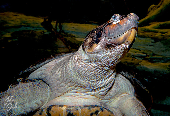 Snapping turtle