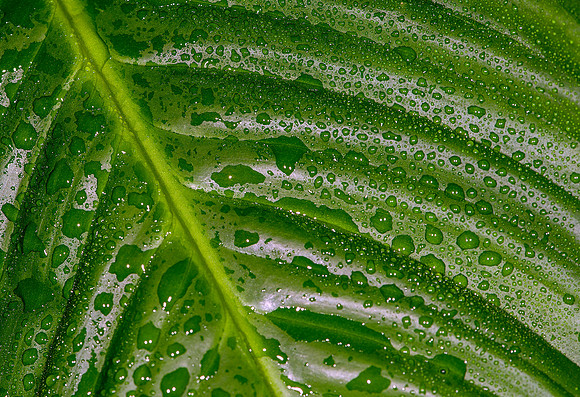 Veris_jas7432_Hi-Res-
