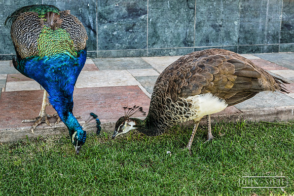 Book_DSC0415-Edit-Edit