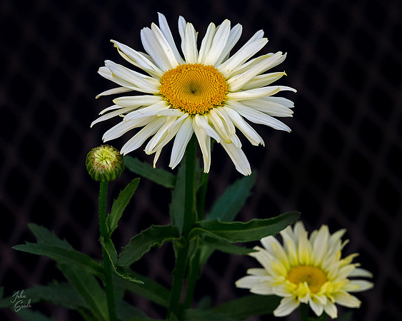 Daises
