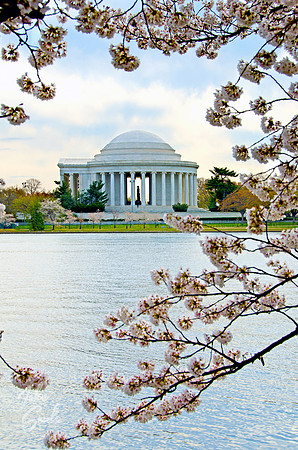 Cherry Blossoms - Jefferson Memorial
